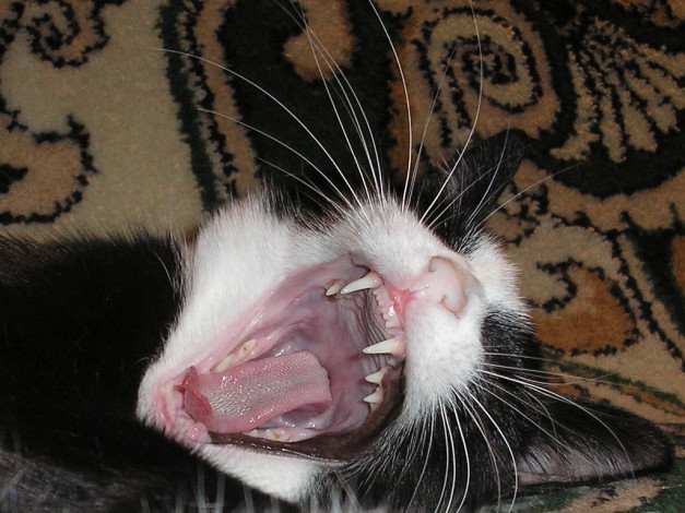 Обои картинки фото животные, коты