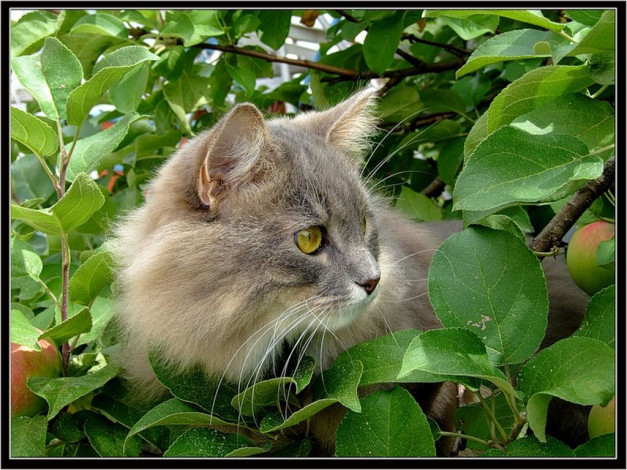 Обои картинки фото животные, коты