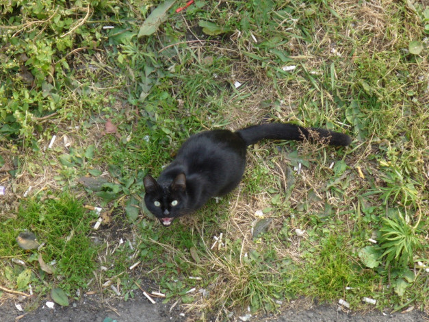 Обои картинки фото животные, коты