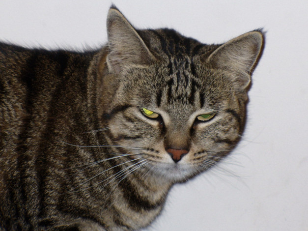 Обои картинки фото животные, коты