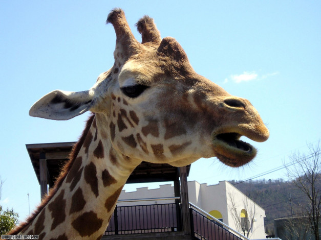 Обои картинки фото животные, жирафы