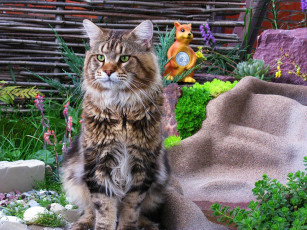 Картинка животные коты