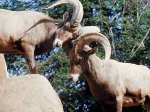 Картинка животные овцы бараны