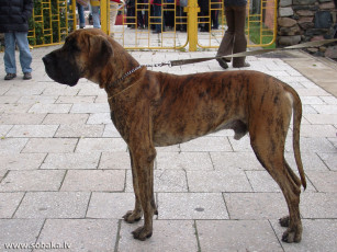 Картинка животные собаки