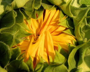 Картинка цветы подсолнухи