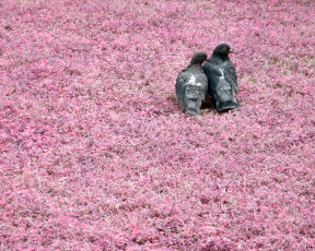 Картинка животные голуби