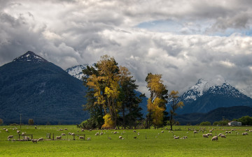 Картинка животные овцы бараны трава дерево земля