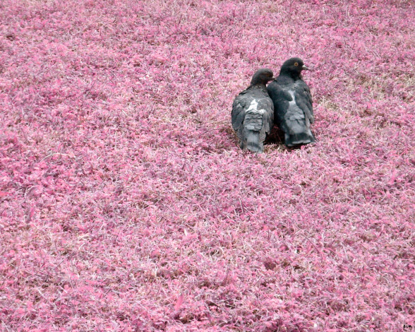 Обои картинки фото животные, голуби