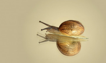 Картинка животные улитки отражения