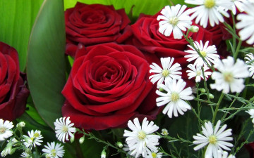 Картинка цветы разные вместе розы