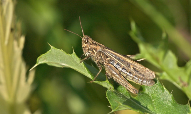 Обои картинки фото животные, кузнечики, саранча, листья, колючки