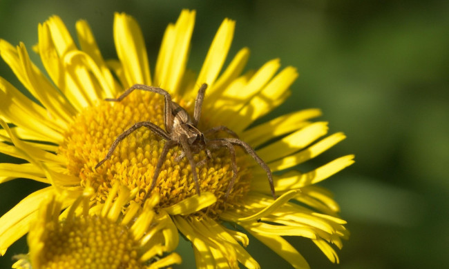 Обои картинки фото животные, пауки, цветок