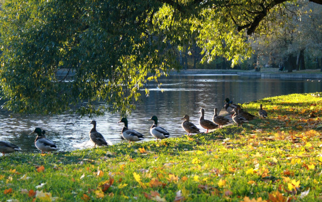 Обои картинки фото животные, утки, парк