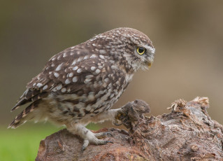 Картинка животные совы сова мышь добыча