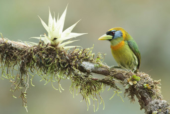 Картинка животные птицы ветка цветок птичка