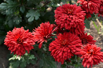 Картинка цветы хризантемы куст