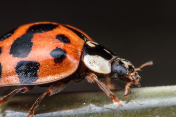 обоя животные, божьи, коровки, макро