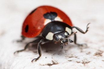 Картинка животные божьи коровки макро