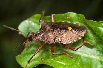Картинка животные насекомые клоп вредная черепашка