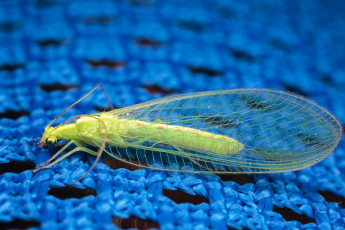 Картинка златоглазка животные насекомые макро