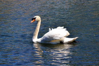Картинка животные лебеди вода белый лебедь грация