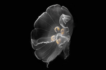 Картинка животные медузы океан медуза