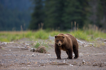 Картинка животные медведи бурый