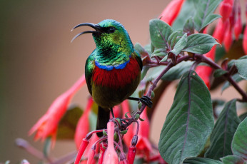 Картинка животные птицы дерево ветка листья цветы птица