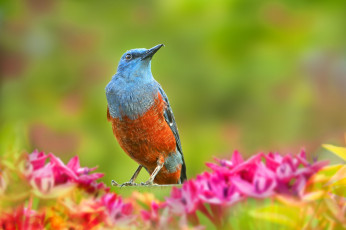 Картинка животные птицы клюв