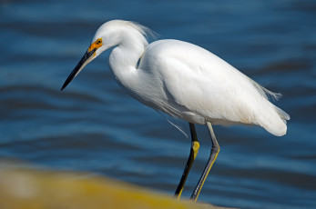 Картинка животные цапли вода белая цапля