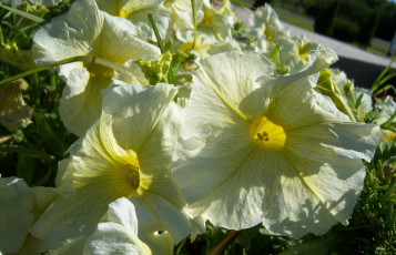 Картинка цветы петунии калибрахоа жёлтая петунья