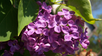 Картинка цветы сирень
