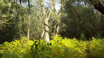 Картинка природа деревья пейзажи