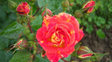 Картинка цветы розы