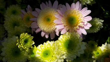 обоя цветы, хризантемы