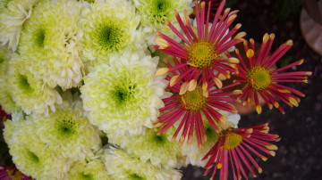 Картинка цветы хризантемы