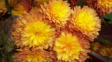 Картинка цветы хризантемы
