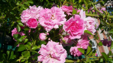 Картинка цветы розы