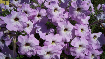 Картинка цветы петунии калибрахоа