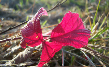 Картинка природа листья