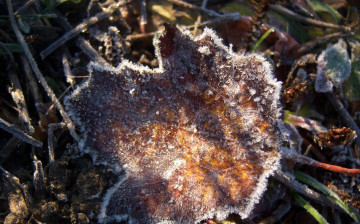 Картинка природа листья