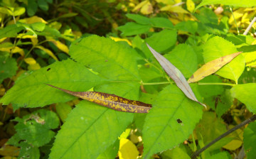 Картинка природа листья