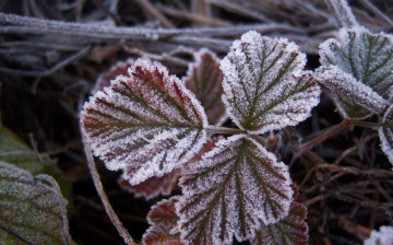 Картинка природа листья