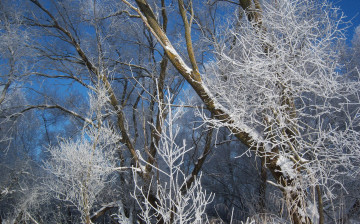 Картинка природа зима