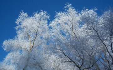 Картинка природа зима