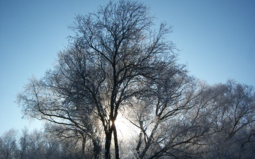 Картинка природа зима