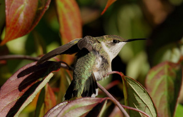 Картинка животные колибри дерево ветка листья птичка