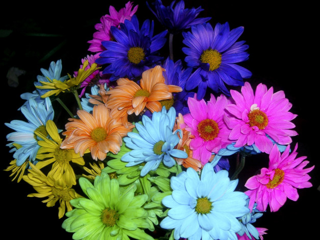 Обои картинки фото цветы, хризантемы, маргаритки