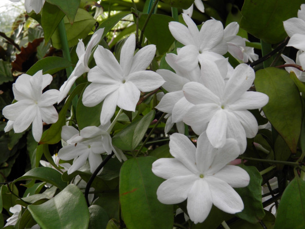 Обои картинки фото индийский, жасмин, цветы, лепестки