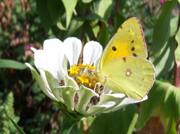 Обои картинки фото животные, бабочки, бабочка